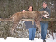 Mountain lion hunting with a experienced hunting guide and hound dogs.